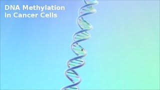 DNA Methylation in Cancer Cells [upl. by Norvall]