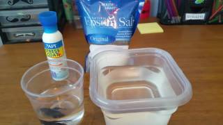 How To Give Your Betta A Salt Bath ◇ Sick Betta Treatment [upl. by Oidacra]