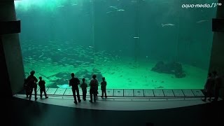 NORDSOENOCEANARIUM HirtshalsDaenemark [upl. by Ycniuq]