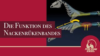 Das Nackenrückenband des Pferdes  Anatomie und Biomechanik [upl. by Itnahs]