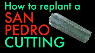 How to replant a San Pedro cactus cutting  Trichocereus Pachanoi tutorial [upl. by Enneillij]