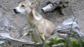 New Guinea Singing Dog [upl. by Coppins227]