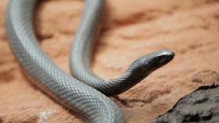 Why Do Venomous Animals Live In Warm Climates [upl. by Aisereht]