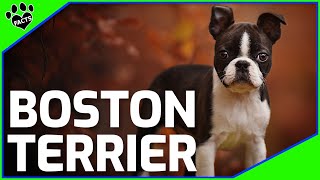 Boston Terrier Dogs 101 Boston Terrier Facts and Information [upl. by Yelwah]