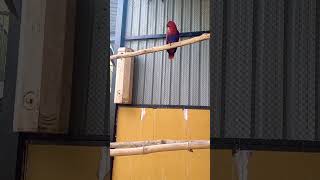 Moluccan eclectus fundera park Yelagiri hills [upl. by Shelah]