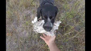 South Dakota Early Season Sharptail Grouse Hunt [upl. by Aker]