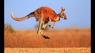 Kangaroo  Australian Kangaroos Documentary Kangaroo Life [upl. by Stearns]