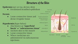 Integumentary System Lecture CHAPTER 5 [upl. by Ynohtnad708]