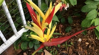 Heliconia psittacorum [upl. by Aihsotal]