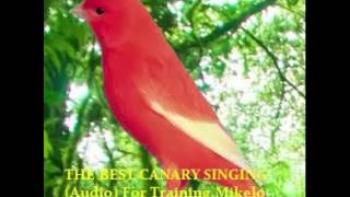 THE BEST CANARY SINGING Audio For Training  Serinus canaria [upl. by Nussbaum]