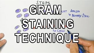 Gram Staining  Mechanism amp Procedure [upl. by Urien]