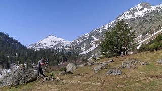 Le bouquetin du Parc national des Pyrénées [upl. by Sheena]