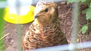 Coturnix quail crowing [upl. by Odnomyar]