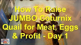 How To Raise JUMBO Coturnix Quail For Meat Eggs amp Profit  Day 1 [upl. by Enilarak864]