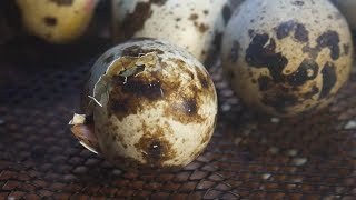 First Time Hatching Coturnix Quail Eggs [upl. by Mongeau899]