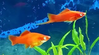 Swordtails care guide for beginners  swordtail gender breeding swordtails and swordtail fry care [upl. by Enoj263]