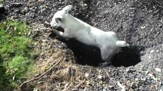 Jack russel qui chasse en terrier [upl. by Aicak]