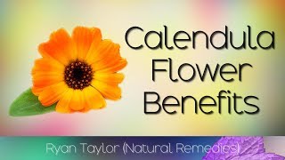 Calendula Flower Benefits amp Uses [upl. by Ycniuq]