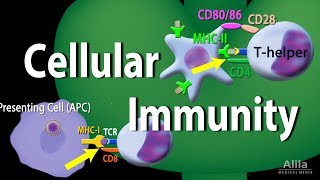 Cellular Immunity  Adaptive Immunity part 1 Animation [upl. by Tnias318]