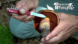 Conoscere i Funghi Boletus erythropus  COMMESTIBILE [upl. by Ardnahs]