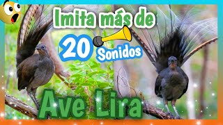 AVE LIRA  Imitando Voz Humana 😱😱 y ¡¡20 SONIDOS MAS [upl. by Emmaline]