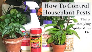 How To Control Houseplant Pests Spider Mites Thrips Mealybug Fungus Gnats [upl. by Halda]