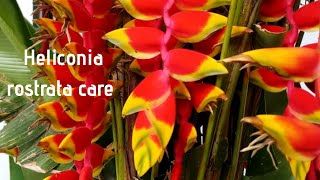 How to grow and take care of heliconia rostrata lobsters clawHow to propogate heliconia in hindi [upl. by Einttirb267]