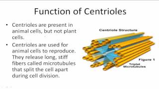 Function of Centrioles [upl. by Austreng]