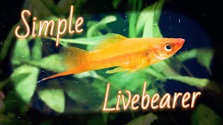 Red Velvet Swordtail Fish Species Spotlight [upl. by Sirdna]