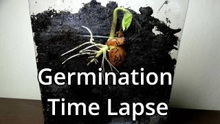 Germination Of A Seed Time Lapse [upl. by Aliuqa]