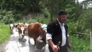 Beautiful Swiss Cows Ascend the Alps  Alp Auffahrt [upl. by Ahsiruam]