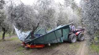 raccolta olive con scuotitore berardinucci [upl. by Wachtel]