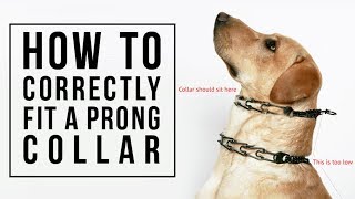 How to Correctly Fit a Prong Collar [upl. by Heng]