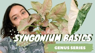 SYNGONIUM CARE  COLLECTION  arrowhead vine houseplant genus series [upl. by Nitsid]