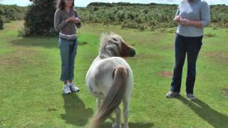 When Shetland Ponies Turn Bad [upl. by Ajim]