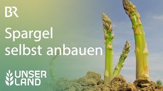 Selbst Spargel anbauen  Unser Land  BR Fernsehen [upl. by Reece]