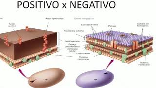 Aula 03 Microbiologia  Bactérias 2 [upl. by Nnewg278]