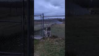 Hungry Caucasian Shepherd Dogs [upl. by Leila853]