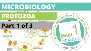 Protozoa  Microbiology  USMLE STEP 1  Part 1 of 3 [upl. by Sugirdor]