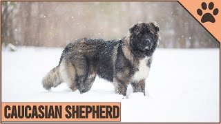 Caucasian Shepherd  Dog Breed Information  Dog World [upl. by Akima3]