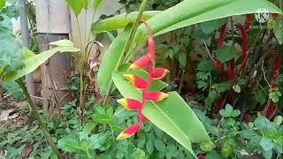 heliconia plant care hanging lobster claw false bird of paradise plant [upl. by Marilee733]