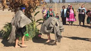 Danza mapuche Choique purrun requínoa 2019 [upl. by Philomena]