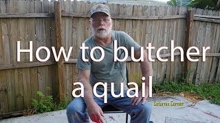 How to butcher a quail [upl. by Yonatan727]