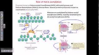 Histone acetylation [upl. by Burtis]