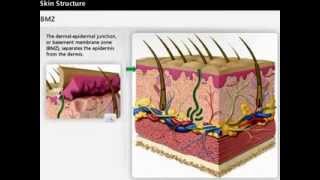 Skin Anatomy  Dermis amp Epidermis  Wound Care [upl. by Nahtonoj772]