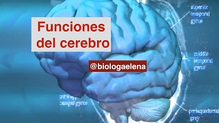 Funciones del Cerebro [upl. by Eohce]