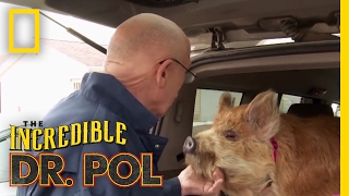 Dr Pols Top 100 Moments  The Incredible Dr Pol [upl. by Ateuqal]