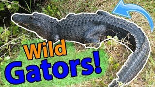 Meet the American Alligator [upl. by Zacherie]