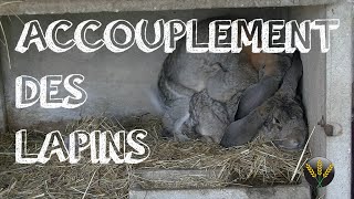 ACCOUPLEMENT DES LAPINS [upl. by Isdnil]