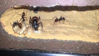 Camponotus gigas [upl. by Anitsrhc745]